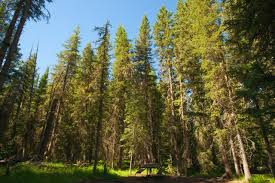 Pohon Pinus