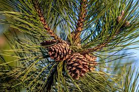 Pohon Pinus