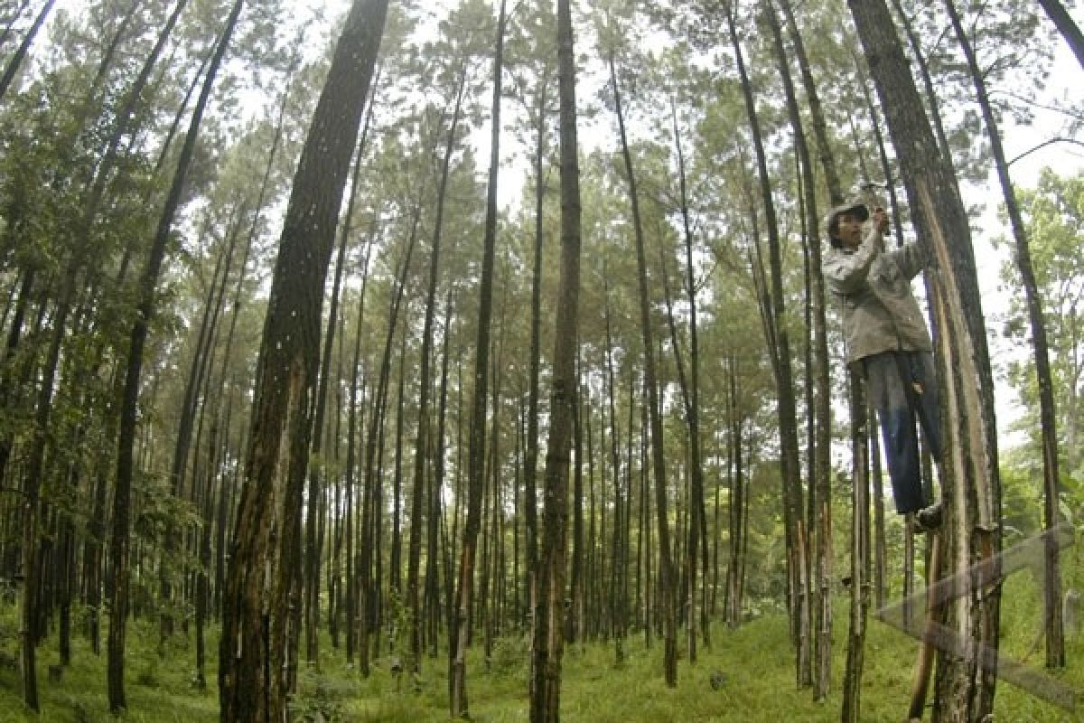 Pohon Pinus