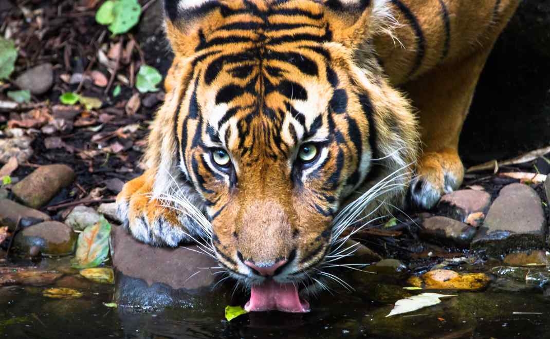 Konservasi Harimau Sumatera