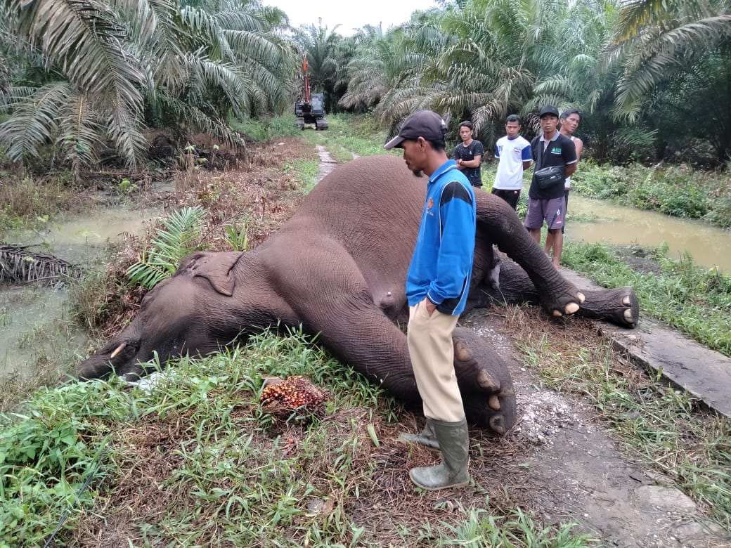 Gajah Sumatera Ditemukan Mati