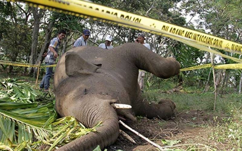 Gajah Sumatera Ditemukan Mati