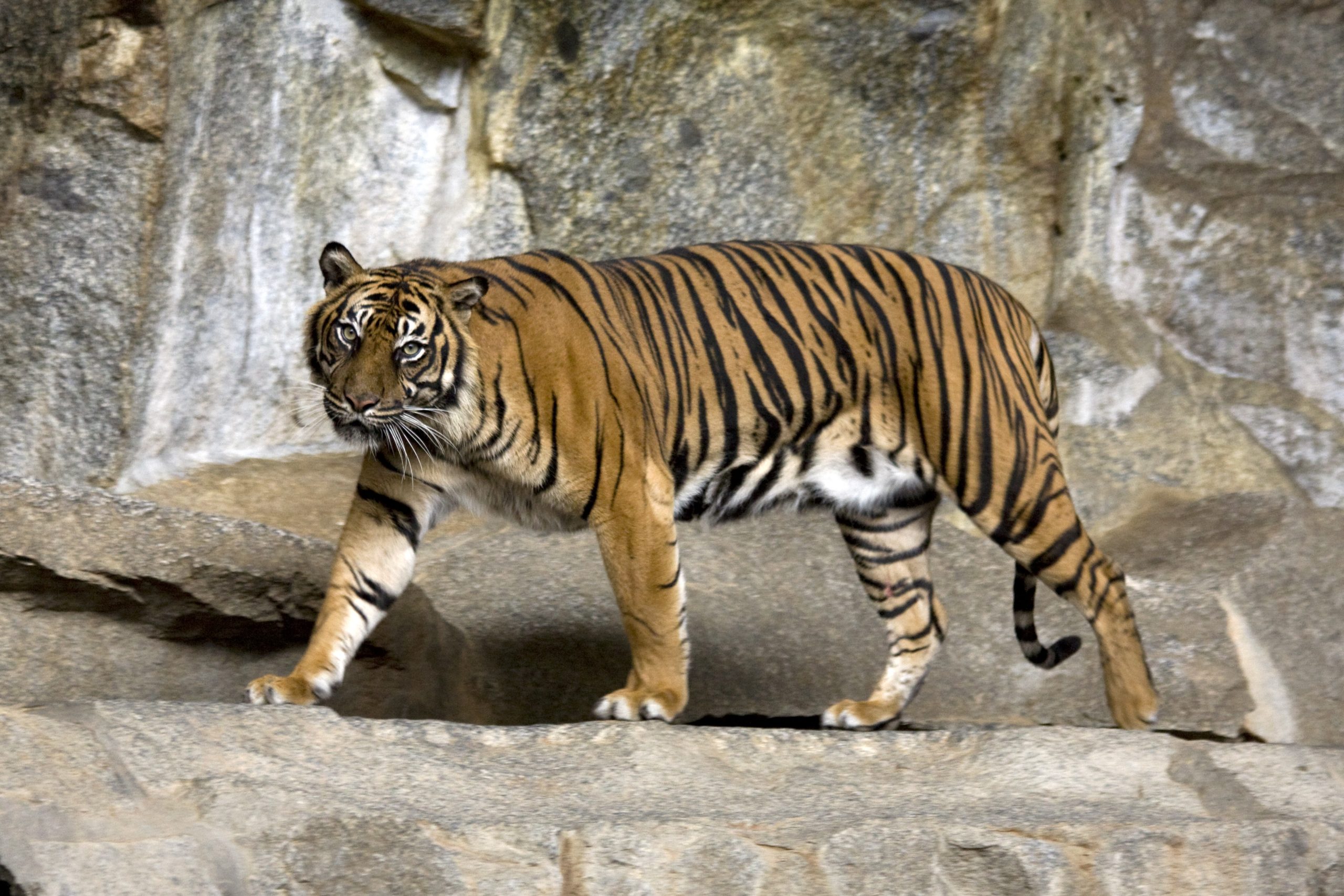 Konservasi Harimau Sumatera