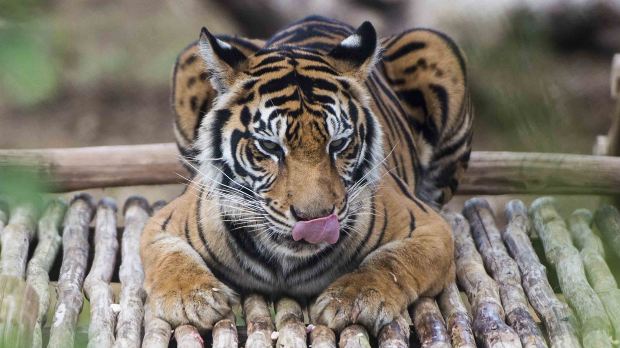Konservasi Harimau Sumatera