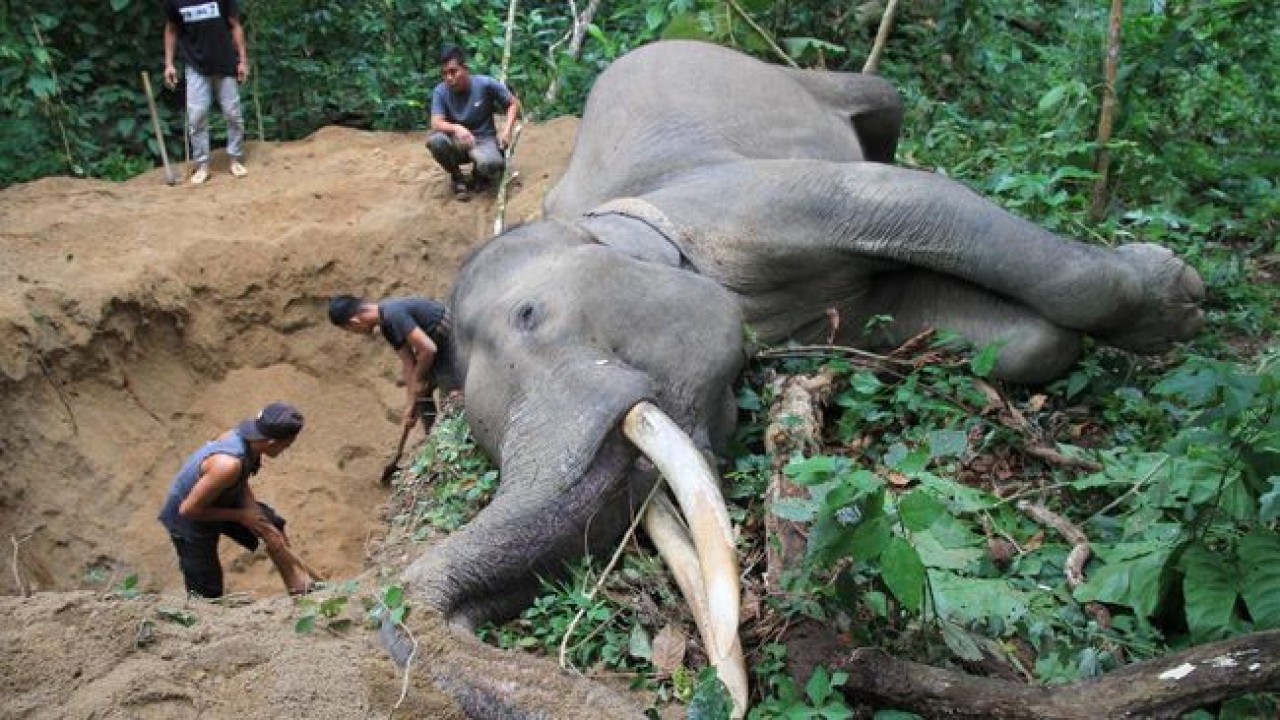 Gajah Sumatera Ditemukan Mati
