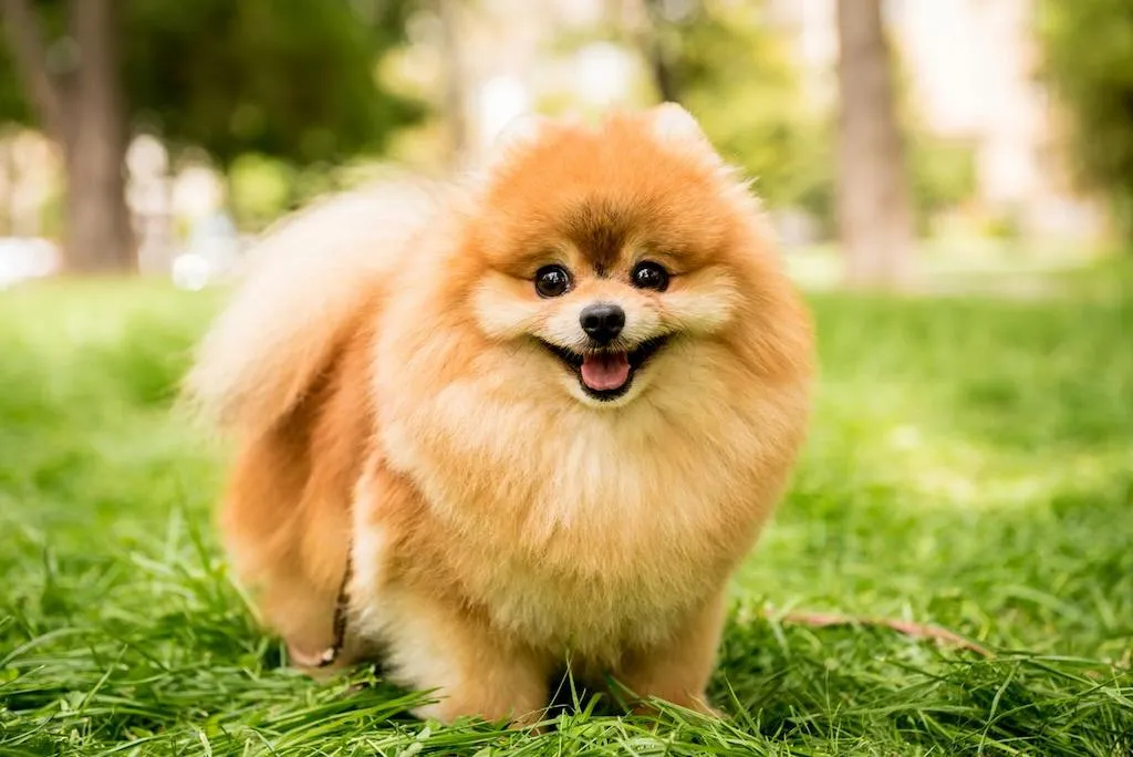 Anjing Pomeranian