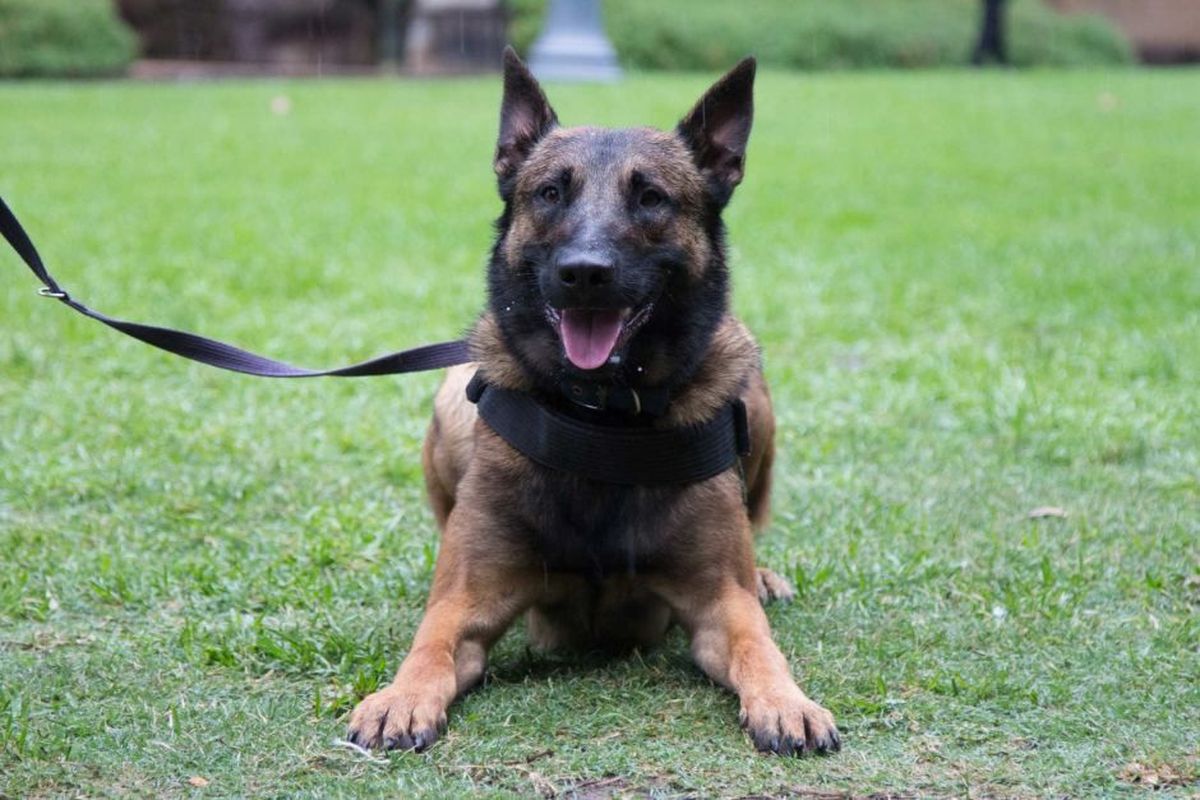 Malinois Belgia