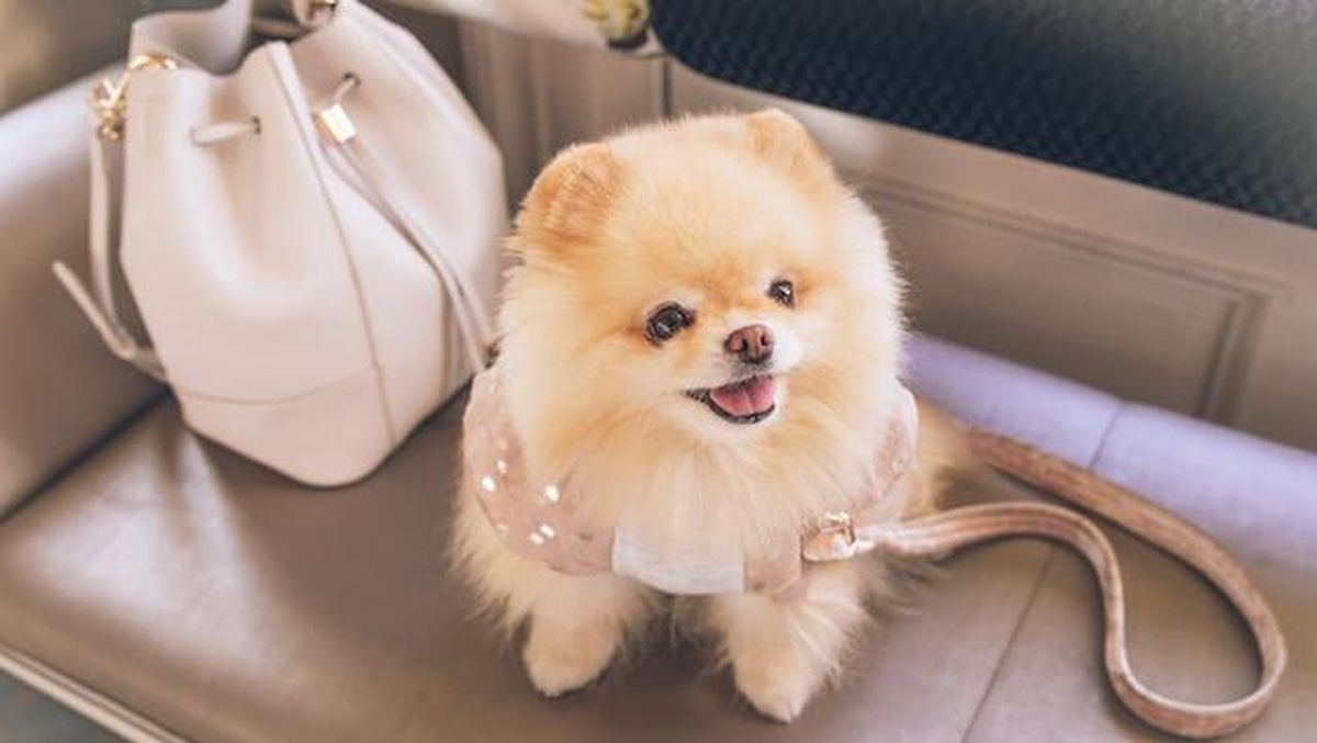 Anjing Pomeranian