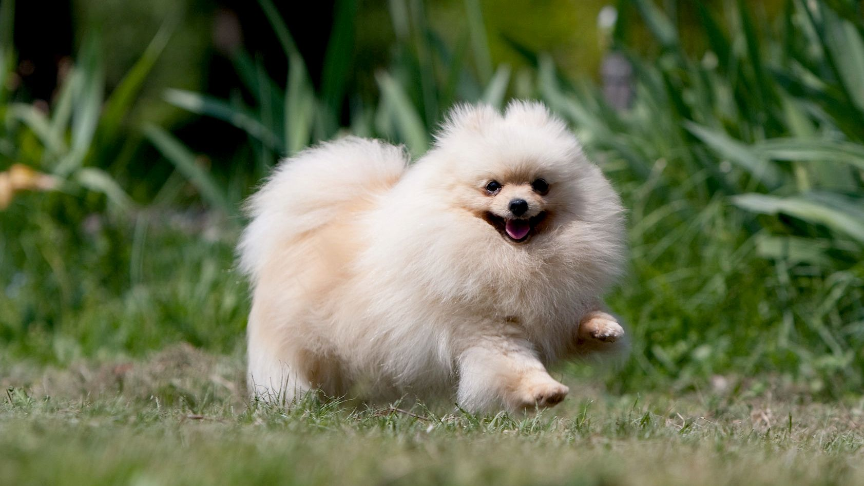 Anjing Pomeranian