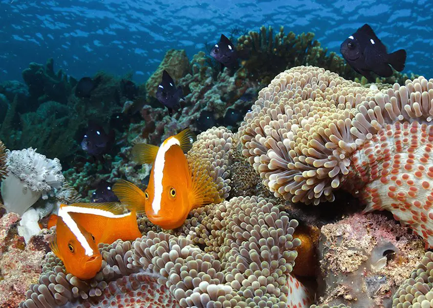 Keunikan Ekosistem Laut Bunaken