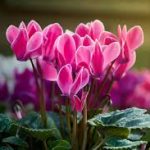 Bunga Cyclamen