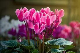 Bunga Cyclamen
