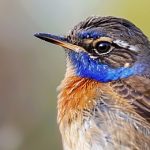Burung Bluethroat