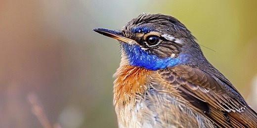 Burung Bluethroat