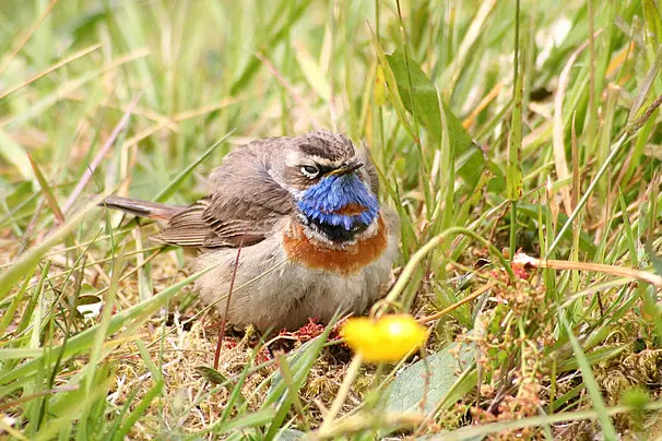 Karakteristik Lingkungan Ideal bagi Burung Bluethroat