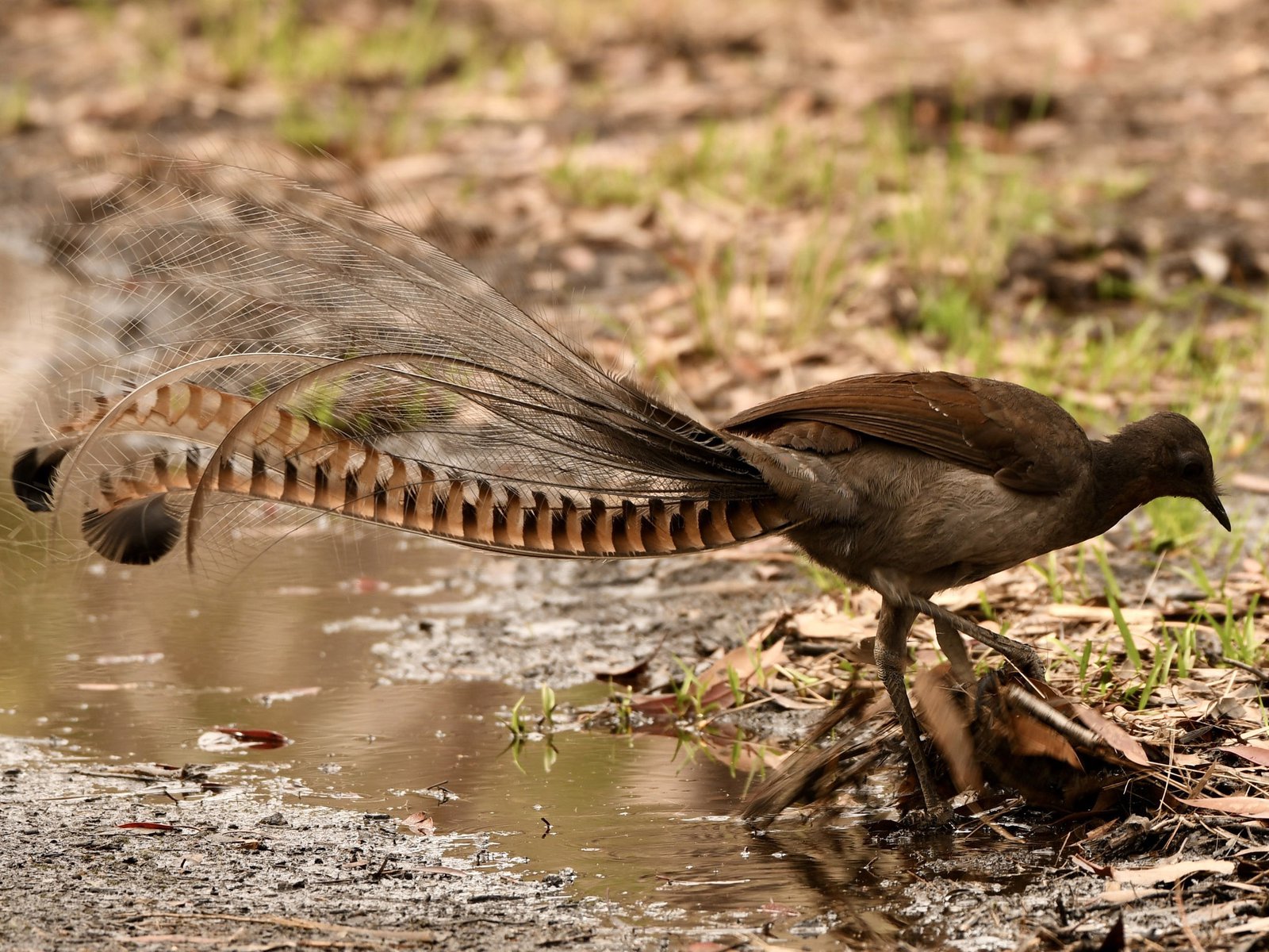 Maestro Suara Superb Lyrebird dari Hutan Australia