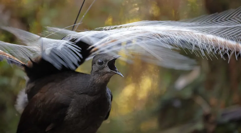 Mengapa Kita Harus Peduli pada Superb Lyrebird