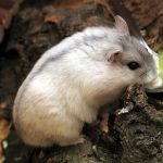 Dwarf Hamster
