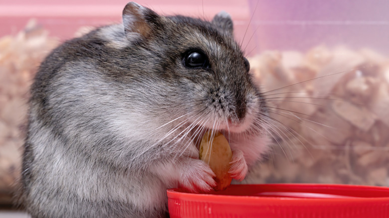 Dwarf Hamster dan Daya Tariknya yang Sulit Diabaikan